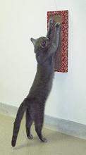 Load image into Gallery viewer, CAT DANCER WALL SCRATCHER
