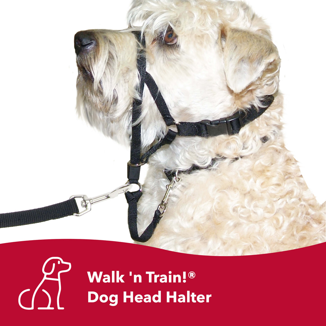 COASTAL PET WALK N TRAIN HEAD HALTER MEDIUM